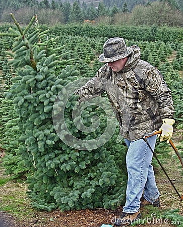 Man cutting down a Christmas tree Stock Photo