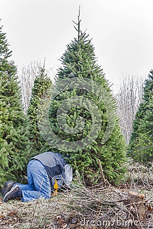 A man cutting down a Christmas tree on a tree farm Stock Photo