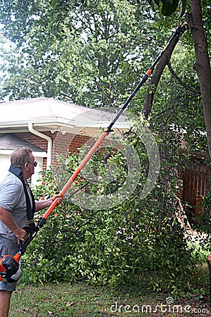 Man Cutting Tree Limbs Stock Photo