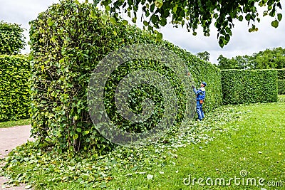 Professional gardener in a uniform cuts bushes with clippers. Pruning garden, hedge. Worker trimming and landscaping green bushes Stock Photo