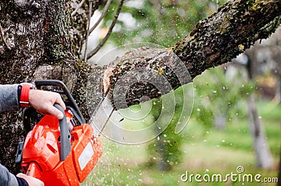 Man cutting trees using an electrical chainsaw Stock Photo