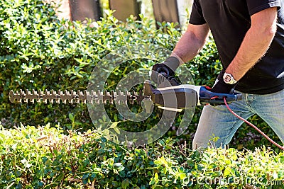 Man cutting and trimming bushes and hedges with Hedge Trimmer Stock Photo