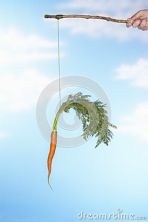 Man Dangling Carrot From Stick Stock Photo