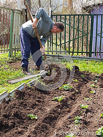 Man dig the beds Stock Photo