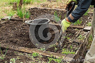 A man is digging a shovel soil in the garden Stock Photo