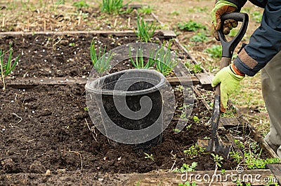 A man is digging a shovel soil in the garden Stock Photo
