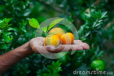 A man displaying on his hand tangerine and citrus fruits. Ripe and unripe citrus fruits Stock Photo