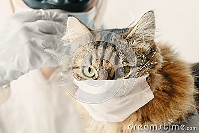 Man in suit and cat in a medical mask Stock Photo