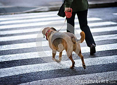 Man with a dog Stock Photo