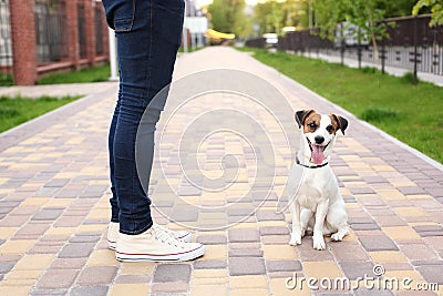 A man and a dog walk in the park. Sports with pets. Fitness animals. The owner and Jack Russell are walking down the street, an ob Stock Photo