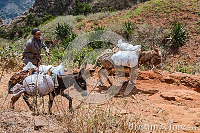 A man with two donkeys as beasts of burden, dutifully carrying sacks, Santiago Island, Cape Verde Editorial Stock Photo