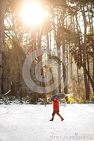A man drags a felled tree for Christmas and New Year. He goes to the car through the winter forest. Image with selective Stock Photo