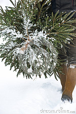 Man drags felled tree to his home before Christmas and New year. Person walks in the snow back view Stock Photo