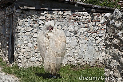 Man dressed as a sheep Stock Photo