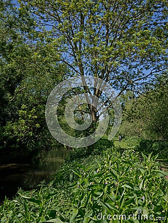 Man dwarfed by nature in river habitat Stock Photo