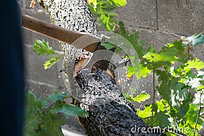 Man cuts a tree brunch Stock Photo