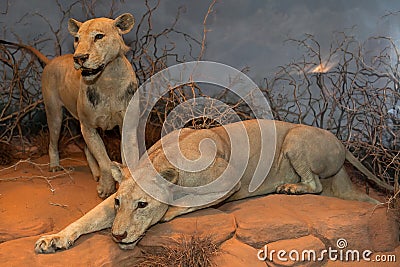 Man Eating Maneless Lions of Tsavo Editorial Stock Photo