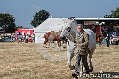 Man exhibiting large white Shire Horse at agricultural show Editorial Stock Photo