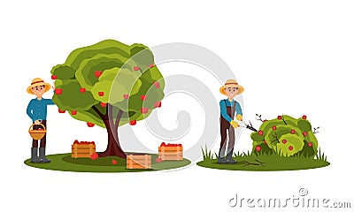 Man Farmer Picking Apples and Pruning Flower Bush Vector Illustration Set Vector Illustration