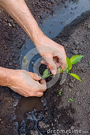 Man farmer planting pepper seedlings in garden outdoors Stock Photo