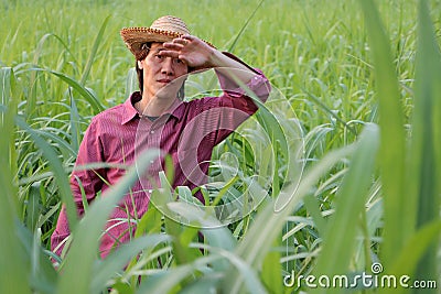 Man farmer standing and use the hand to wipe the sweat on the forehead in the sugarcane farm Stock Photo