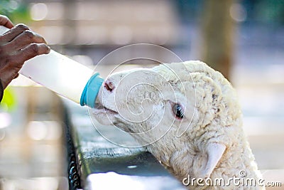 A man feeding little sheep in open zoo with milk bottle Stock Photo