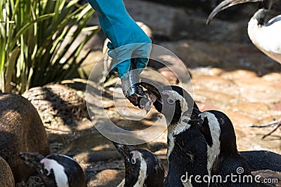 Man feeding penguins Stock Photo