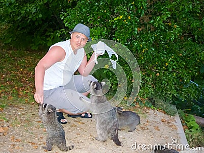 The man is feeding raccoons. Domestication of wild animals. Stock Photo