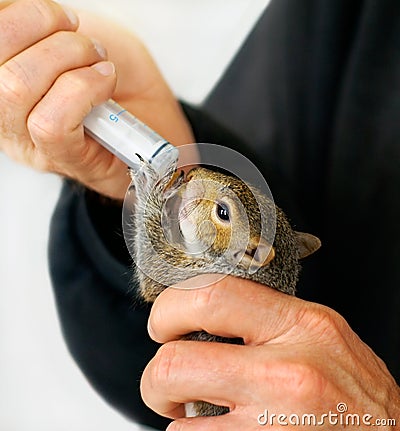 Man feeding rescued orphan baby squirrel Stock Photo