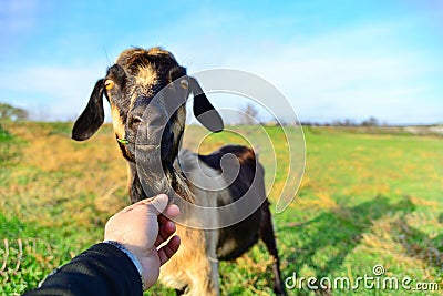 A man feeds a horned goat grass from the hand to the ranch Stock Photo