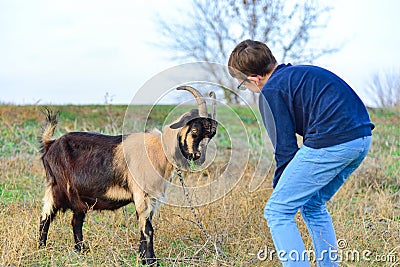 A man feeds a horned goat grass from the hand to the ranch Stock Photo