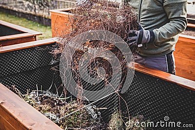 Man filling green waste and plant cuttings into raising bed Stock Photo