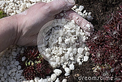 Man filling and spreading white gravel in a garden bed between sedum plants Stock Photo