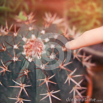 A man finger and a large cactus. Phobia prick and get a splinter from a cactus thorn Stock Photo