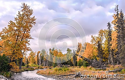 Man Fly Fishing on a wild river in Alaska with Spectacular Fall Colors during Autumn Stock Photo