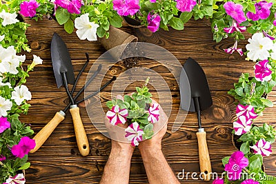 Man or gardener holding a bunch of spring petunias Stock Photo
