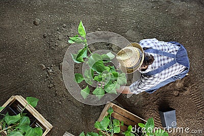 Man gardening work in the vegetable garden place a plant in the ground so that it can grow, top view Stock Photo