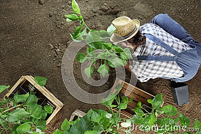 Man gardening work in the vegetable garden place a plant in the ground so that it can grow, top view Stock Photo