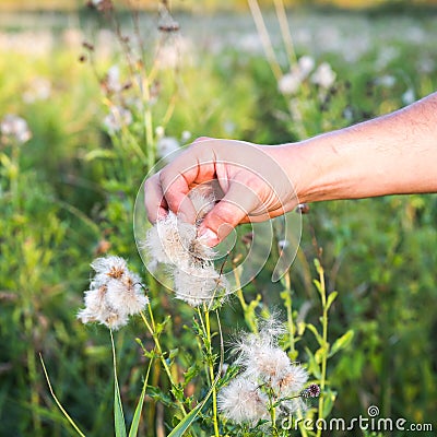 Man is gathering cotton in the field. Hands holding plant. Fashion industry consumerism. Low paid slave work. Harmful trends for Stock Photo