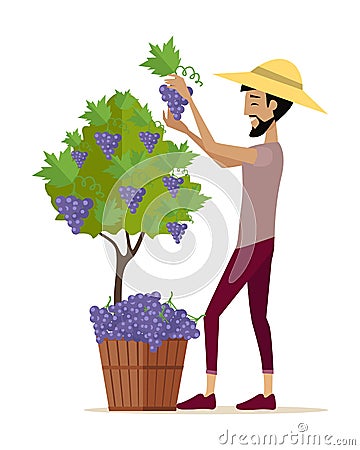 Man Gathers Red Ggrapes into the Basket. Vector Illustration