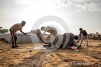 A man gives bath to its camel at pushkar camel festival Editorial Stock Photo