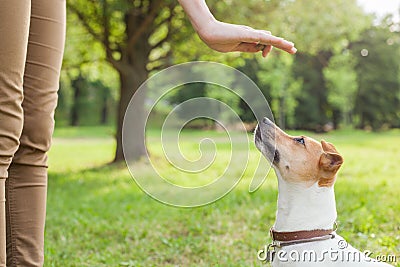 A man gives commands to a breed dog jack russel terrier which sits on the green grass Stock Photo