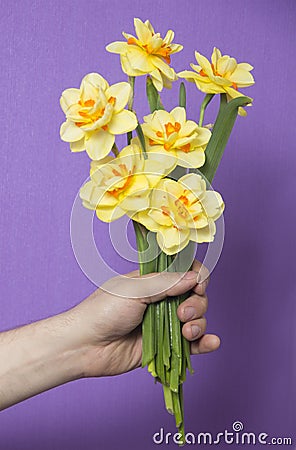 A man gives a yellow flower Narcissus Stock Photo