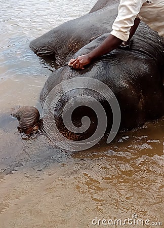 Man giving bath to an elephant in the river elephant wild animal bathing by brush cleaning wild animal in the river Stock Photo