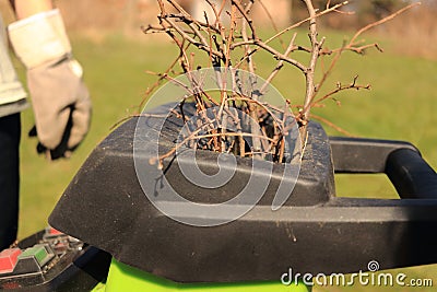 A man with gloves puts tree branches into green wood chipper. The breaker machine is cutting, crushing and grinding. The grinder m Stock Photo
