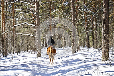 The man goes in for winter sports - horse riding, walks with sticks through a snowy forest. Stock Photo