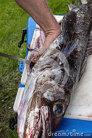 Man gutting a large deep sea fish Stock Photo