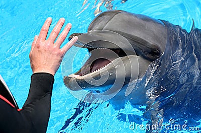 Man hand petting a dolphin Stock Photo