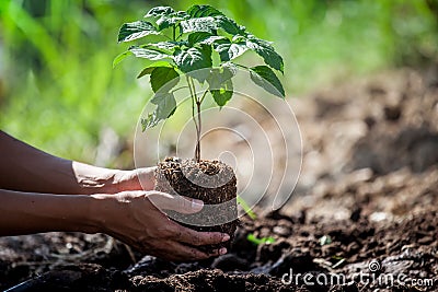 Man hand planting young tree on black soil Stock Photo