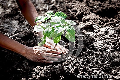 Man hand planting young tree on black soil Stock Photo